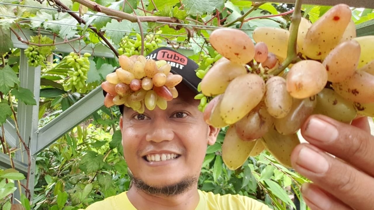 Usaha Pembibitan buah anggur